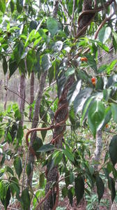 Morinda jasminoides orange fruit