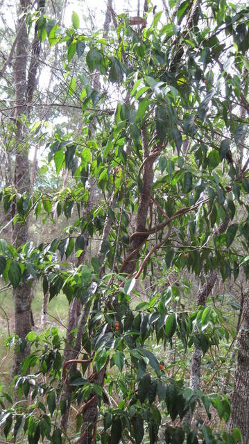 Morinda jasminoides plant shape