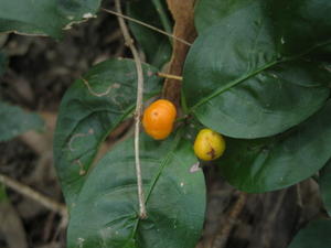Morinda jasminoides fruit