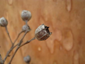 Angophora costata ridged fruit