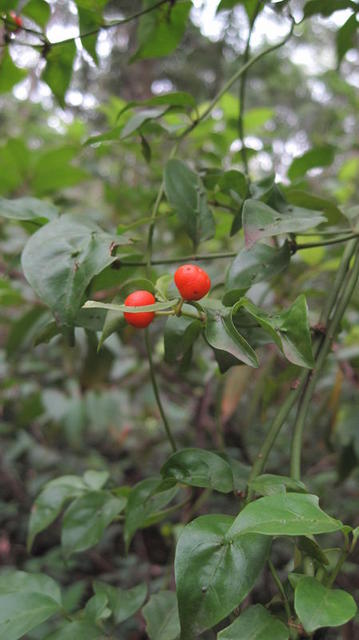 Morinda jasminoides fruit