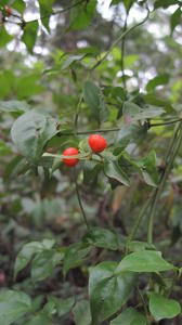 Morinda jasminoides fruit