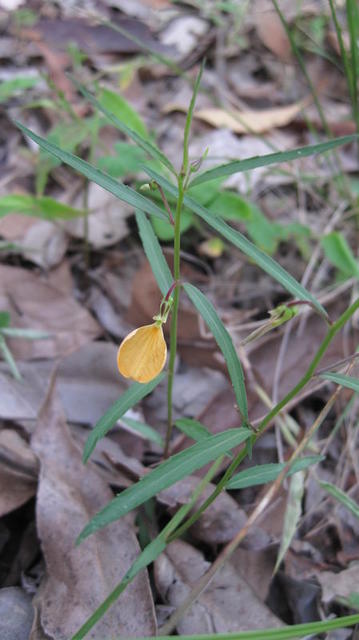 Hybanthus stellarioides plant shape