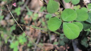 Desmodium varians flower and leaf