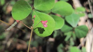 Desmodium varians flower and leaf