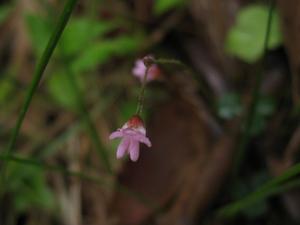 Desmodium varians flower