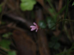 Desmodium varians flower