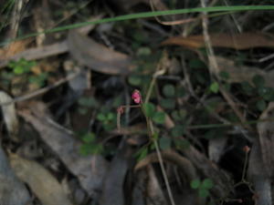 Desmodium varians flower flower