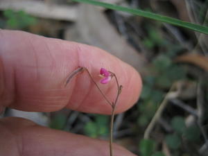 Desmodium varians flower flower