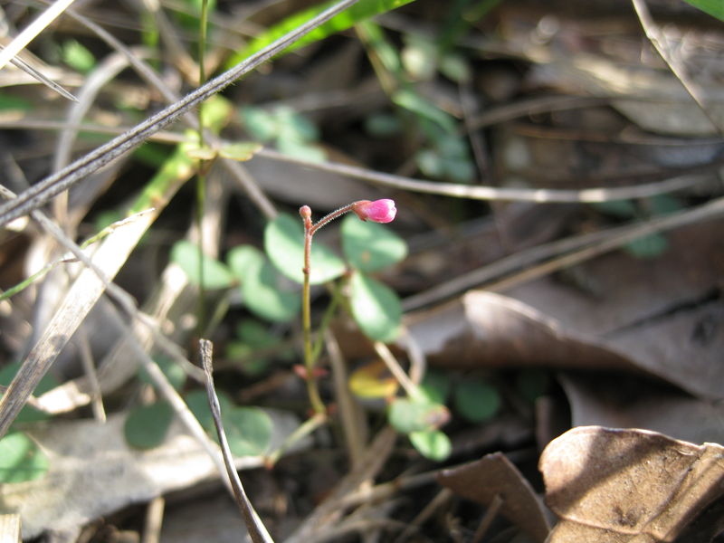 Desmodium varians flower flower