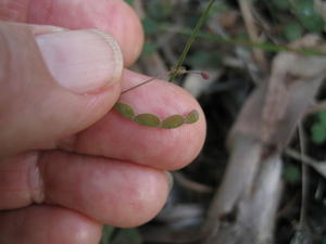 Desmodium varians ripe seed pod