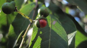 Alectryon subcinereus fruit