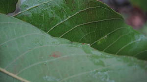 Alectryon subcinereus paler underside of leaf