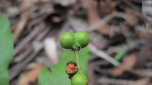 Alectryon subcinereus green fruit