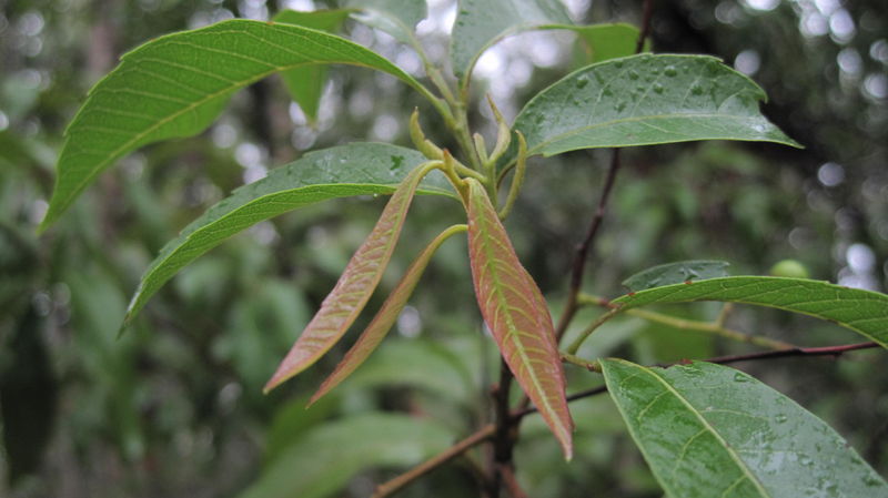 Alectryon subcinereus new growth