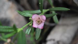 Boronia polygalifolia flower