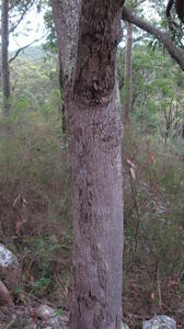 Brachychiton populneus trunk