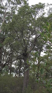 Brachychiton populneus tree shape