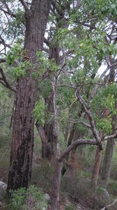 Brachychiton populneus tree shape