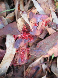 Angophora costata gum (kino)