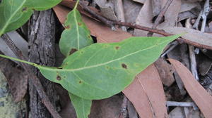 Brachychiton populneus underside of leaf