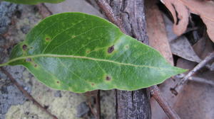Brachychiton populneus leaf