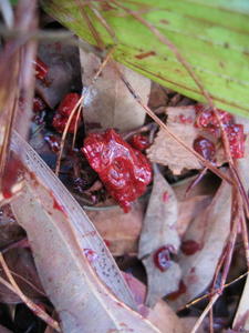 Angophora costata gum