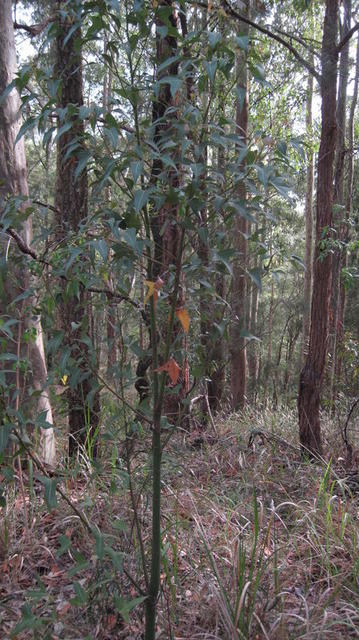 Brachychiton populneus young plant