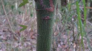 Brachychiton populneus trunk of young plant