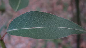 Brachychiton populneus leaf from young plant
