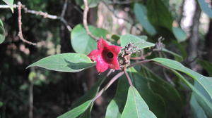 Clerodendrum tomentosum calyx