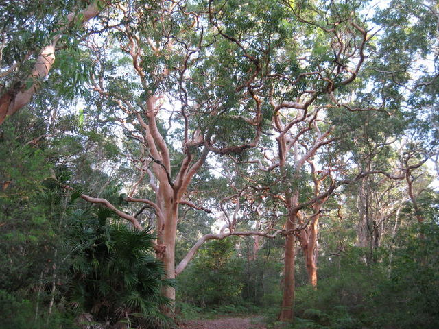 Angophora costata trees