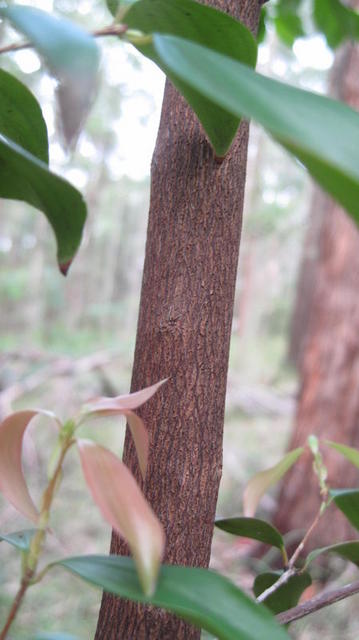 Trochocarpa laurina (13).JPG