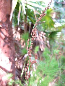 Baloskion tetraphyllum flower