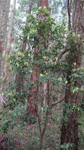 Trochocarpa laurina (2).JPG