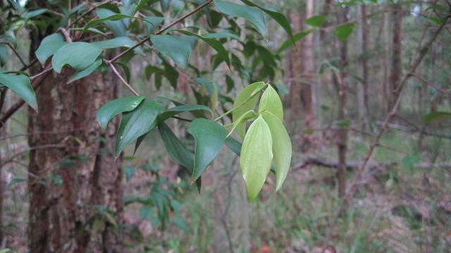 Trochocarpa laurina (3).JPG