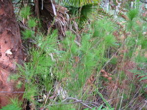 Baloskion tetraphyllum - Tassel-cord Rush