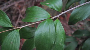 Trochocarpa laurina (7).JPG