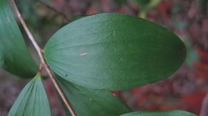 Trochocarpa laurina (8).JPG