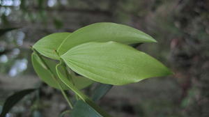 Trochocarpa laurina (9).JPG