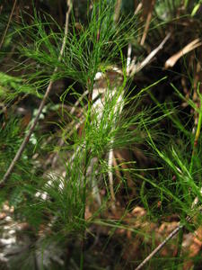 Baloskion tetraphyllum 