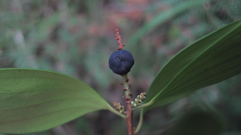 Trochocarpa laurina (18).JPG