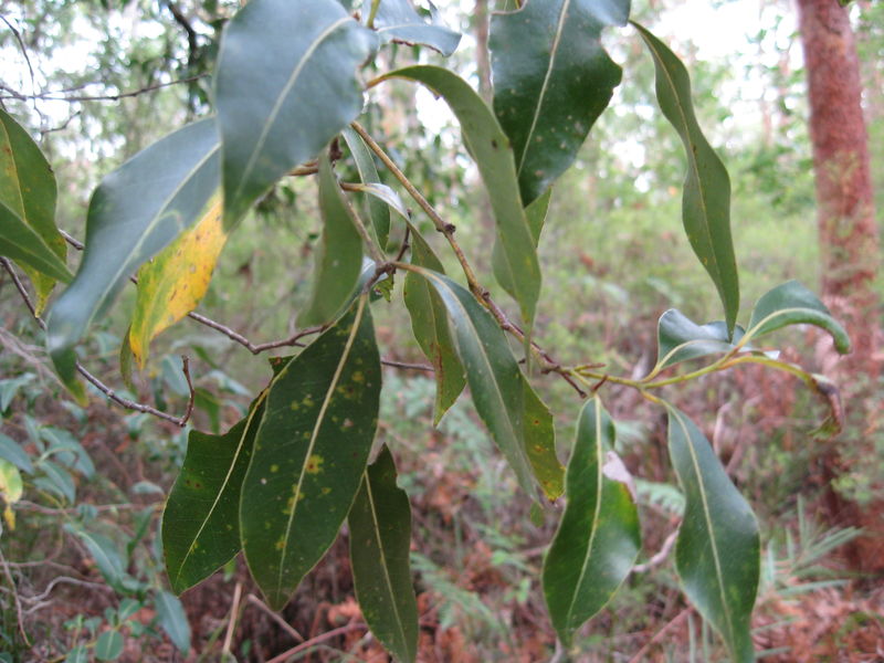 Endiandra sieberi branch