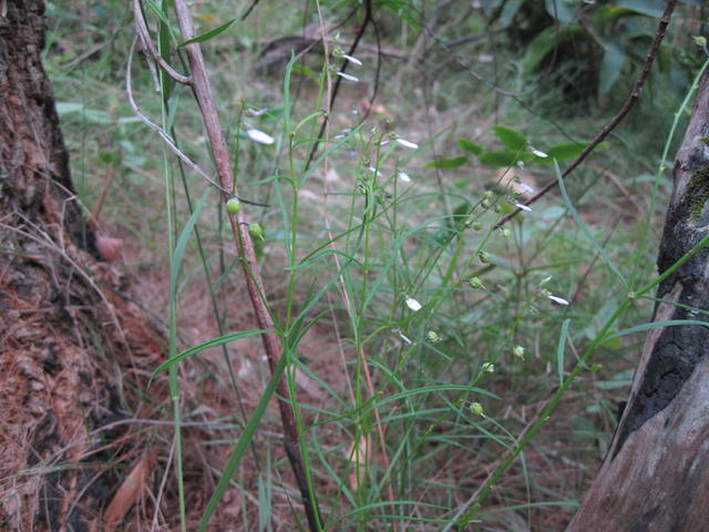 Hybanthus monopetalus habitat