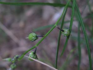 Hybanthus monopetalus fruit