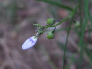 Hybanthus monopetalus flower