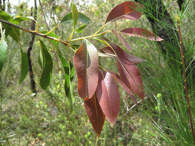 Xylomelum pyriforme new growth