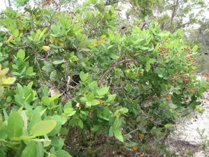 Angophora hispida tree shape