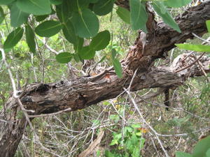 Angophora hispida rough bark