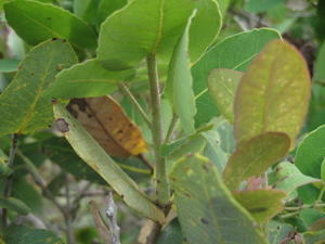 Angophora hispida red bristles on stem